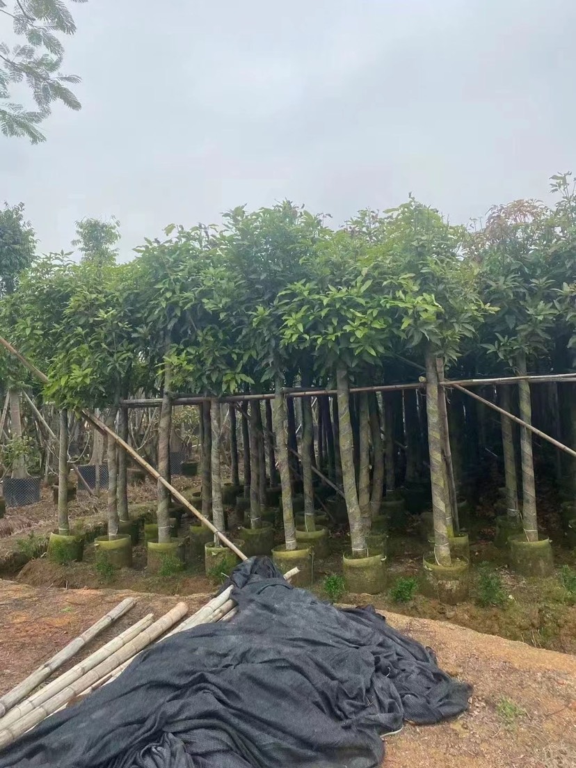 广东水果苗种植基地供应，绿化芒果树10-12公分