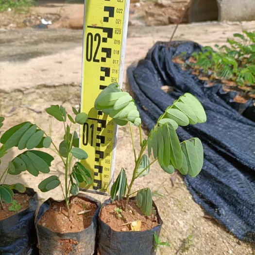 庭院开花品种黄槐树苗