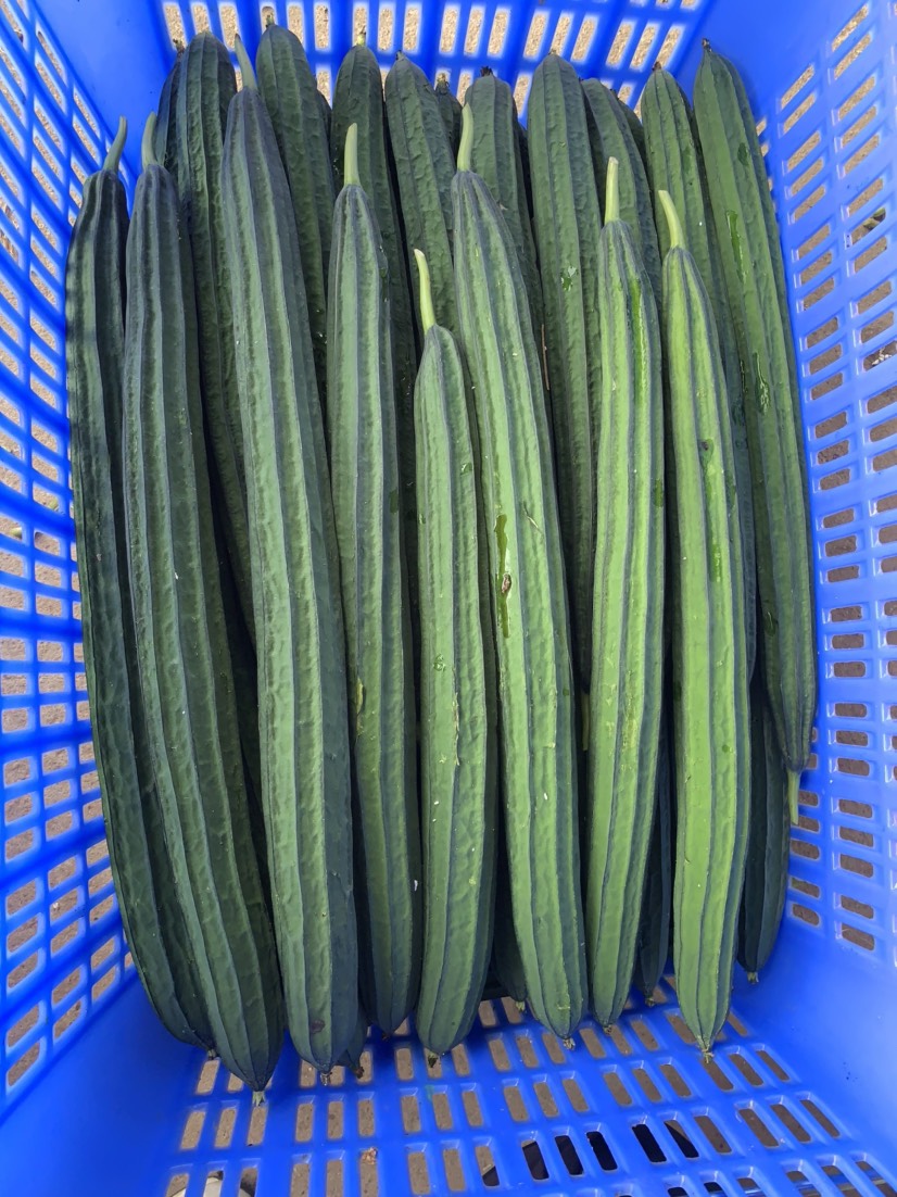丝瓜（广东丝瓜）八角丝瓜