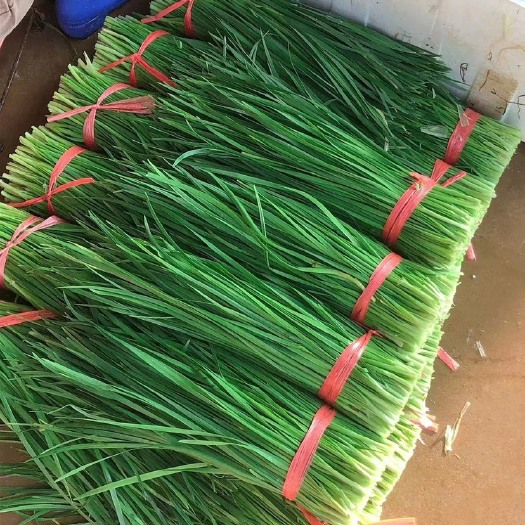 徐闻县湛江徐闻小叶韭菜，一手货源，诚信经营合作，菜叶干净，欢迎各位