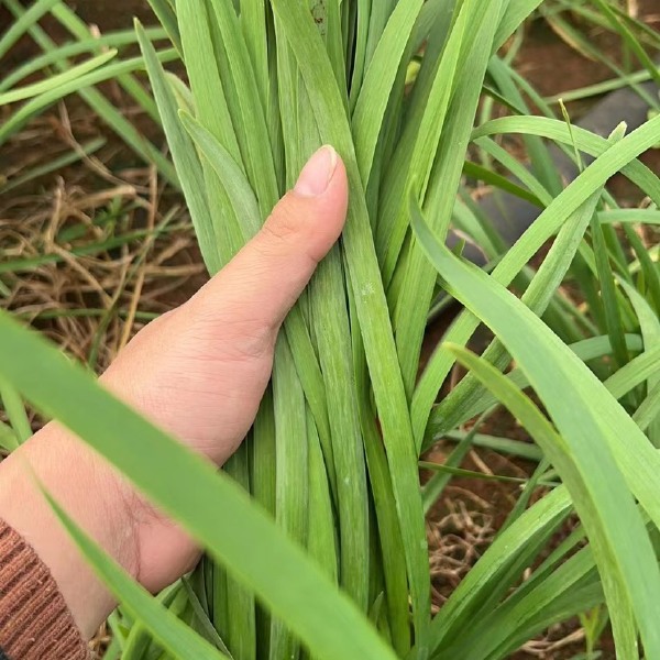 湛江徐闻小叶韭菜，一手货源，诚信经营合作，菜叶干净，欢迎各位