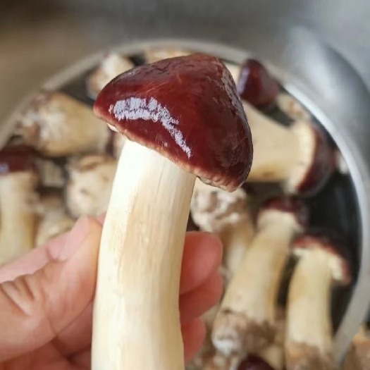 赤松茸