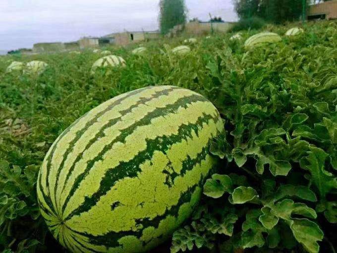 内蒙古沙漠西瓜 产地直供 新鲜采摘 有籽1茬 可整车代办