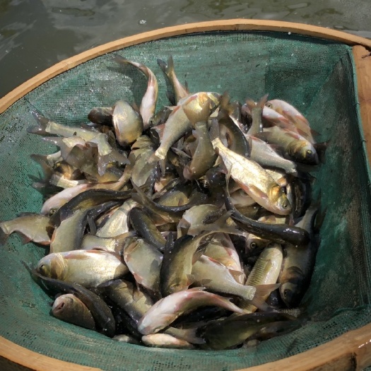 常州花鲢 鳙鱼 黄鲢鱼苗 大头鱼苗 胖头鱼苗 鱼种每斤5尾左右