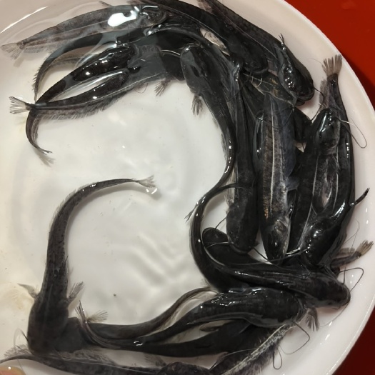 广州南方大口鲶鱼苗 河鲶鱼苗 二胡子鱼苗 土鲶鱼苗 观赏鱼苗