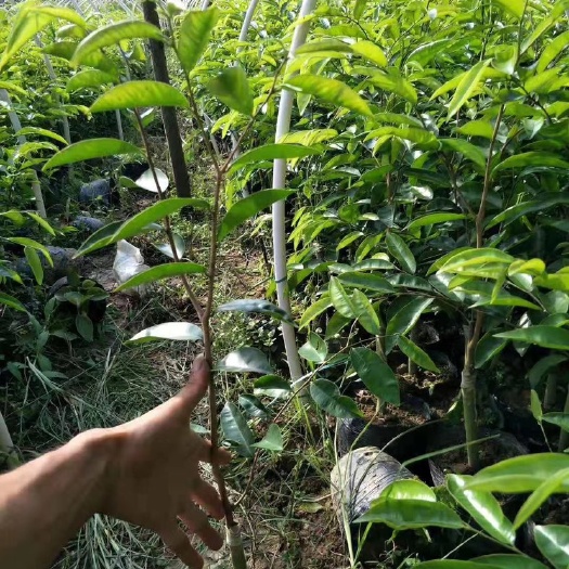茂名奇楠沉香高苗50公分起！