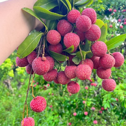 桂平市麻垌荔枝