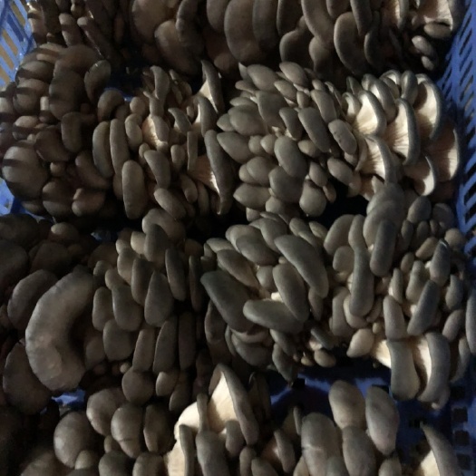 湘阴县蘑菇.菇形圆整，灰黑色，硬柄，菇体结实，不易破碎