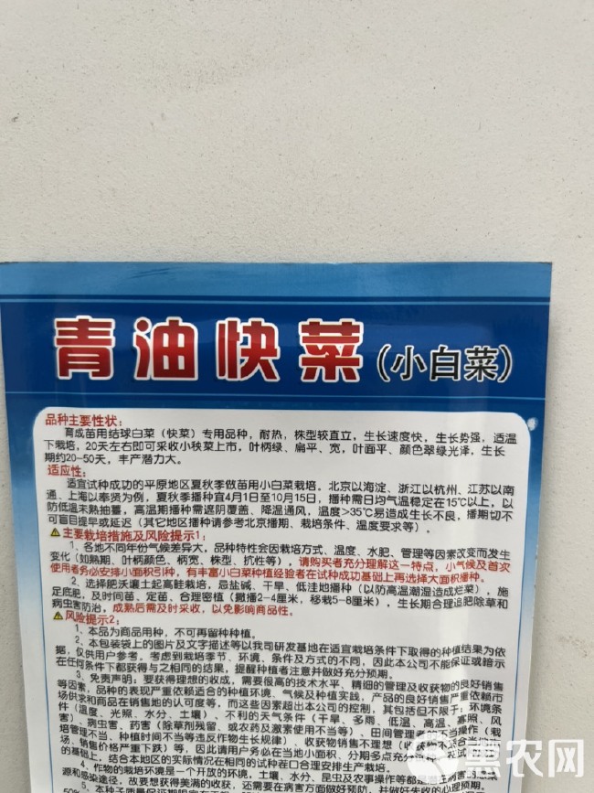 青油快菜小白菜种子耐热绿叶绿帮颜色翠绿有光泽20天上市高产