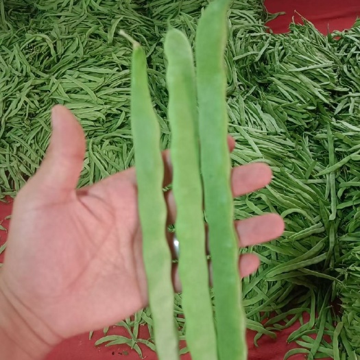 长阳县四季豆，扁豆，线椒，水果黄瓜，水果玉米，螺丝椒，薄皮椒杂货全