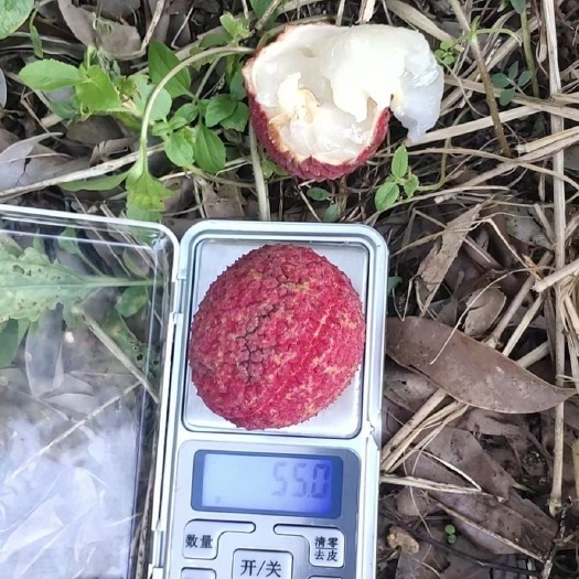 漳浦县无核荔枝大量上市