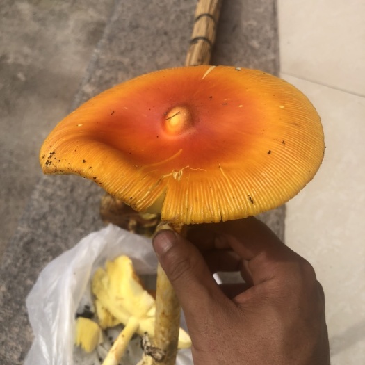 大理市美味牛肝菌