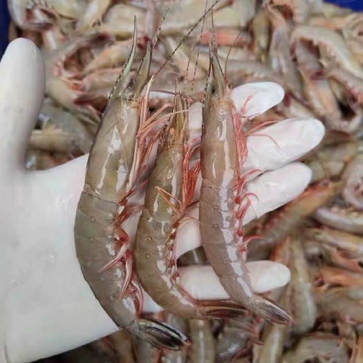 东山县剑虾 滑皮虾天然深海部分带糕青虾条虾船冻硬壳虾