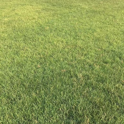 博罗县四季青混播草草卷，草块