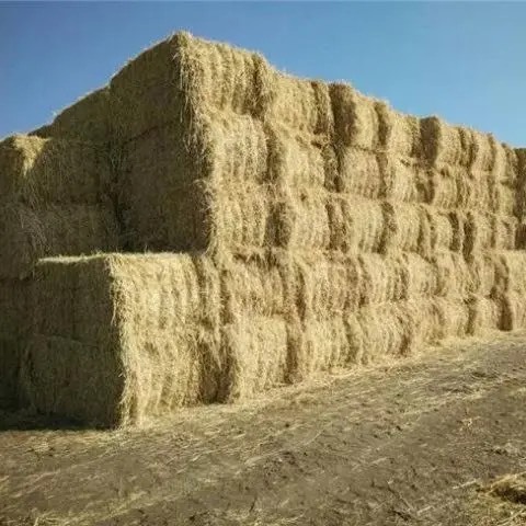 金塔县大量出售玉米秸秆玉米芯个人土地草捆出售