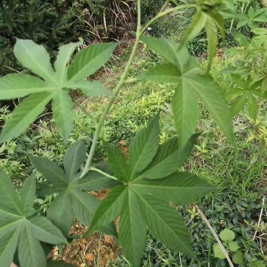 金秀县金秀大瑶山甜茶