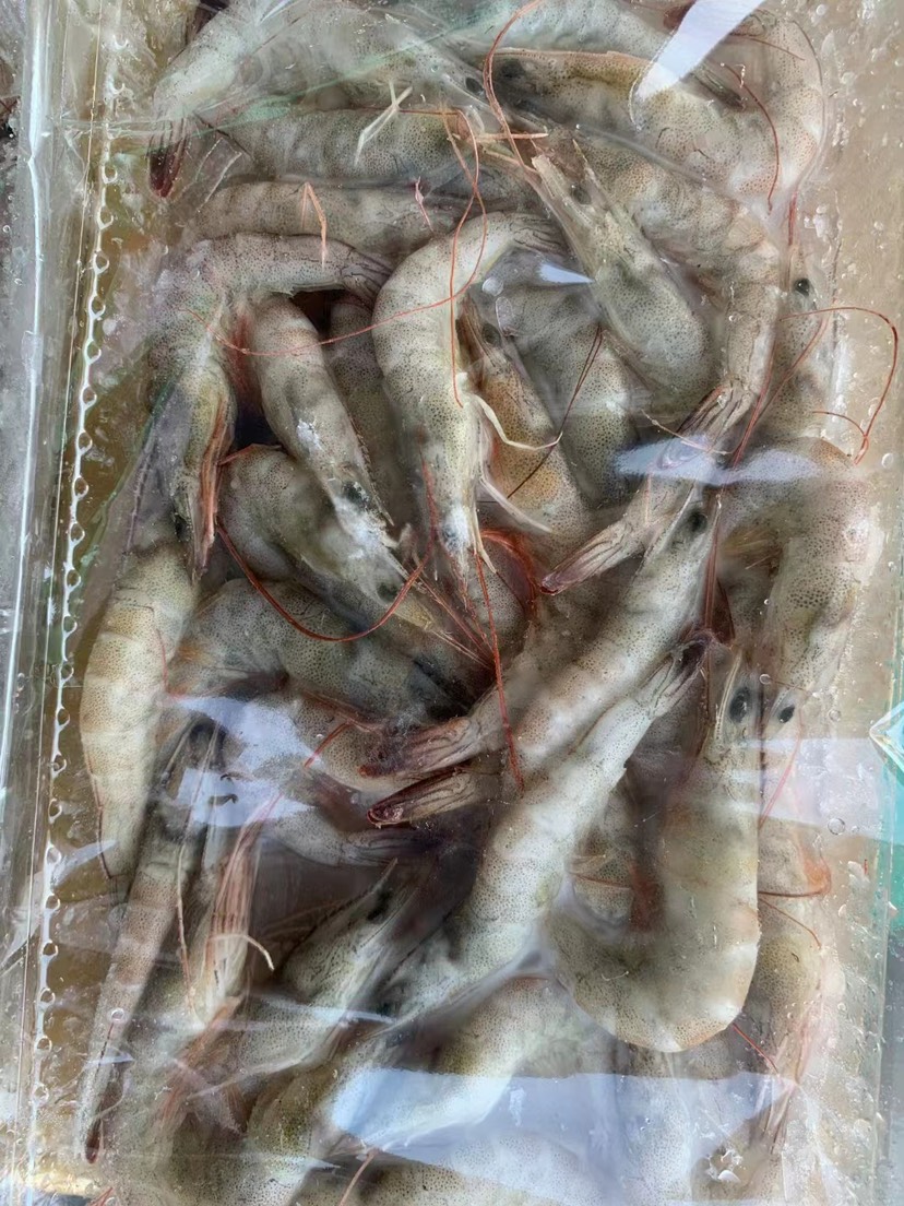 济南国产大虾