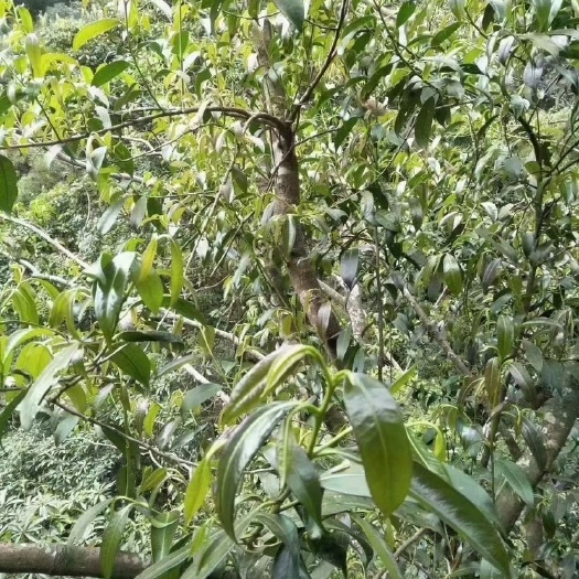 金秀县石崖茶