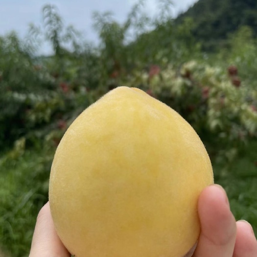 炎陵县炎陵黄桃 桃醉天下 香甜可口