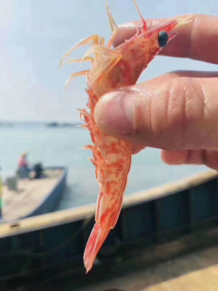 刺身级 樱花虾 斑点虾深海新鲜活冻玫瑰虾 火焰虾 餐厅供应