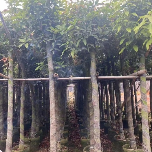 普宁市金煌芒果树，绿化芒果树苗，绿化芒10-12公