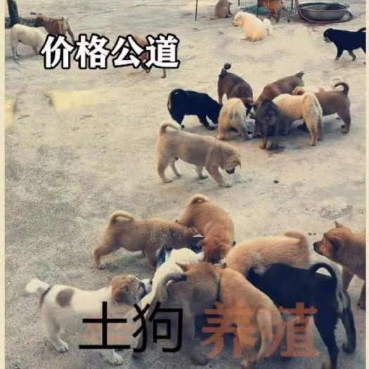 耒阳市土狗。狗苗。