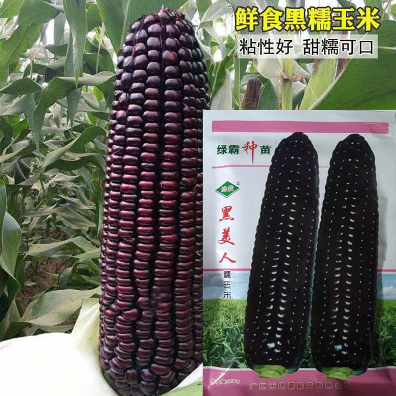 广州黑美人黑糯玉米种子200克大田种植绿霸黑糯穗大芯小糯性