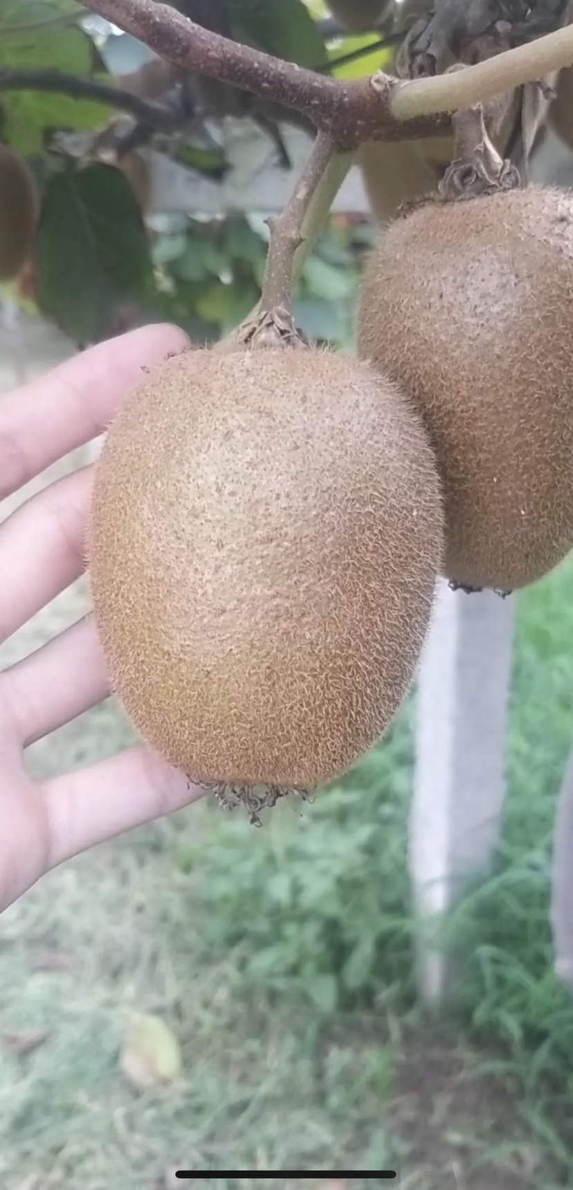 翠香猕猴桃