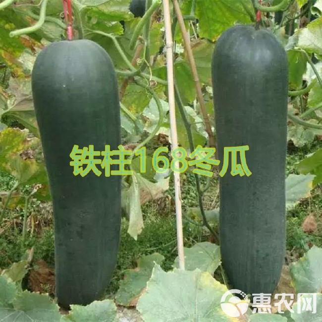 粤蔬牌 铁柱168杂交冬瓜种子广东省农科院育成黑皮冬瓜