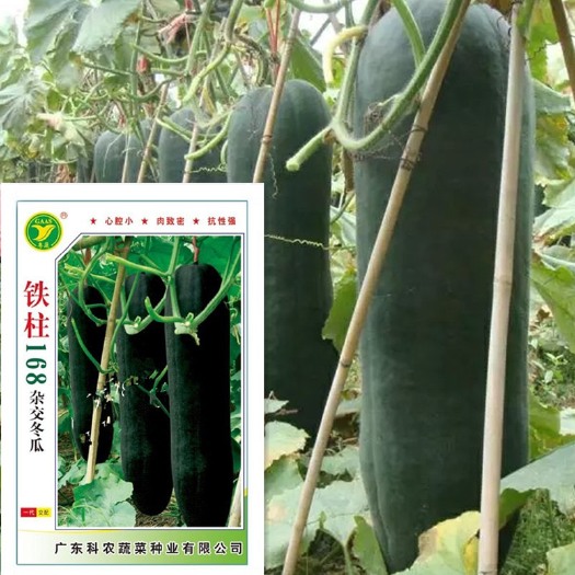 粤蔬牌 铁柱168杂交冬瓜种子广东省农科院育成黑皮冬瓜