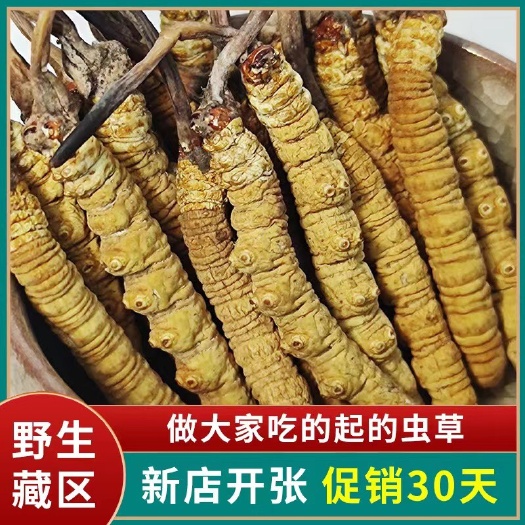 大量批发优质冬虫夏草自然生长无断草一手货源
