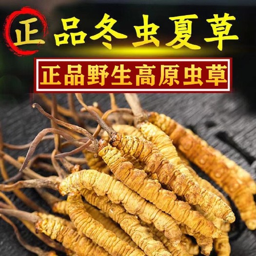 大量批发优质冬虫夏草 甘孜藏区虫草 滋补养生佳品煲汤泡酒
