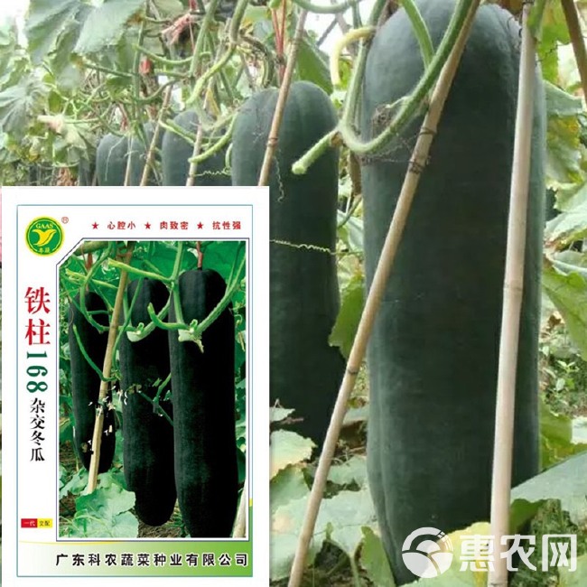 粤蔬牌 铁柱168杂交冬瓜种子广东省农科院育成黑皮冬瓜