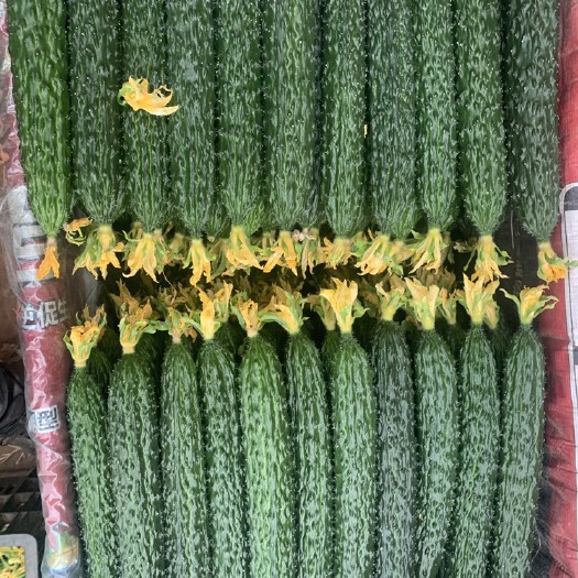凌源市鲜花黄瓜需要的联系