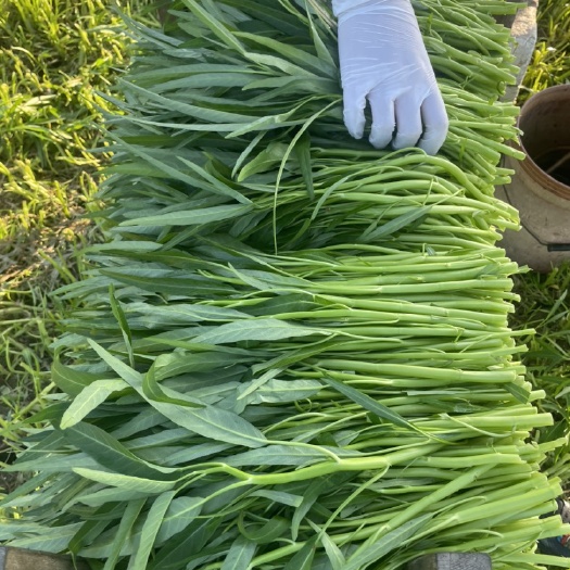 东莞市广东精品柳空心菜 自家种植 欢迎各位老板抢购￼