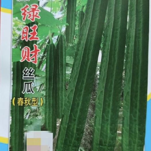 绿旺财丝瓜 杂交 广州世茂公司优质棱丝瓜品种