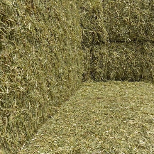 阿旗天山燕麦草