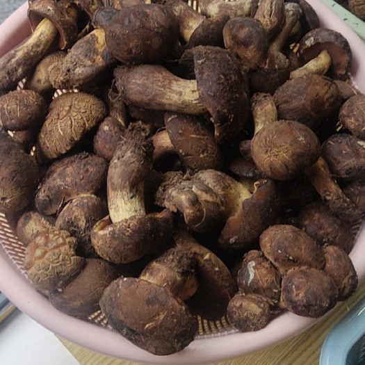 祥云县黑羊肝菌子