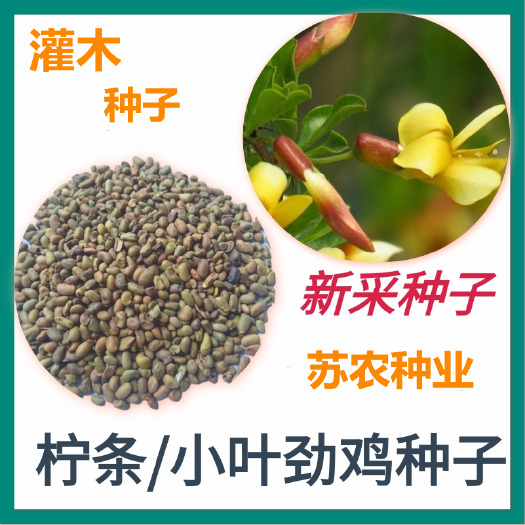 沭阳县柠条种子白柠条树苗籽沙地荒漠西北黄花植物草防沙宁夏固沙防塌
