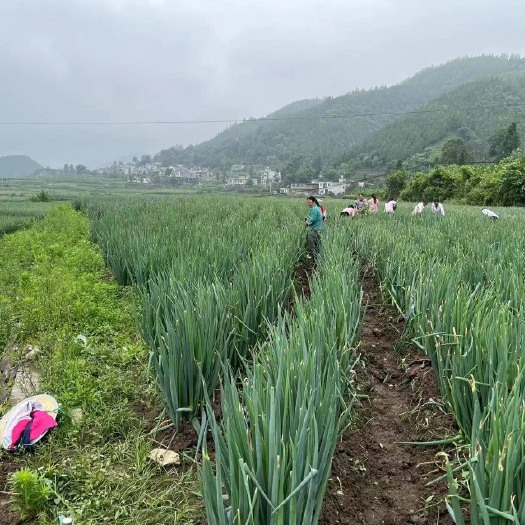 古蔺县钢葱