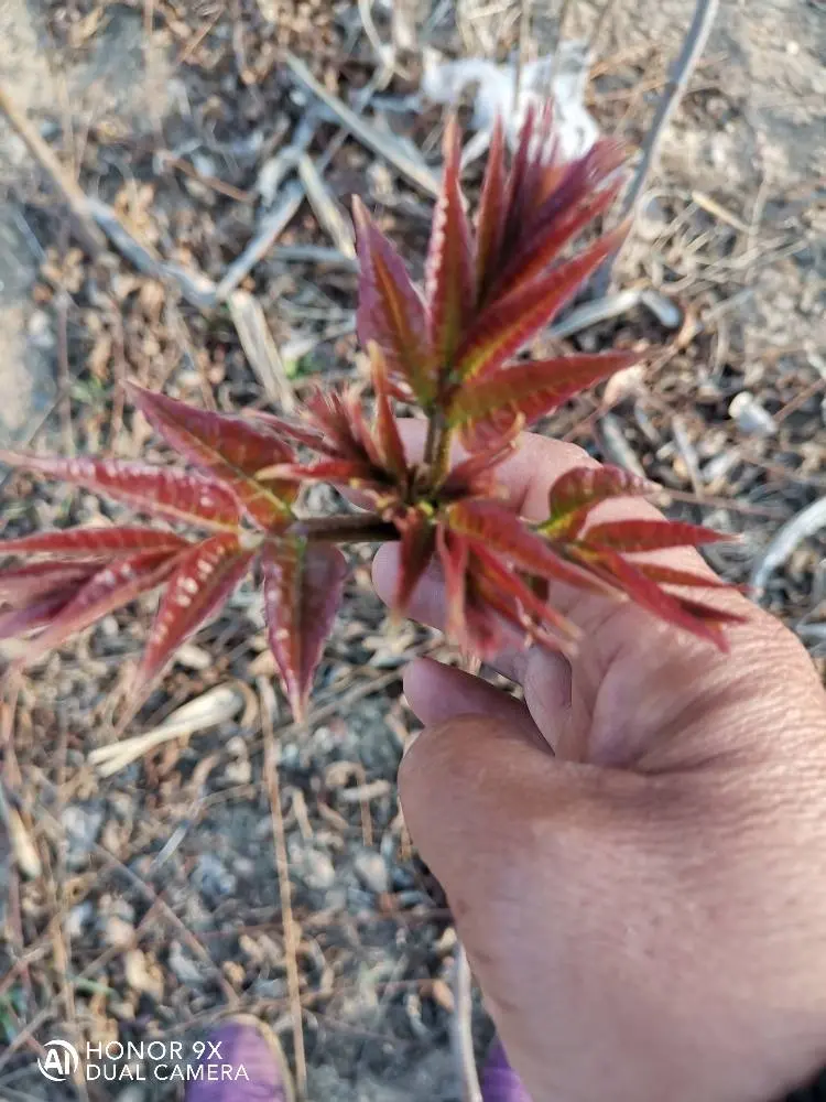 红油6号香椿苗  红油香椿苗大棚种植，免费提供种植技术