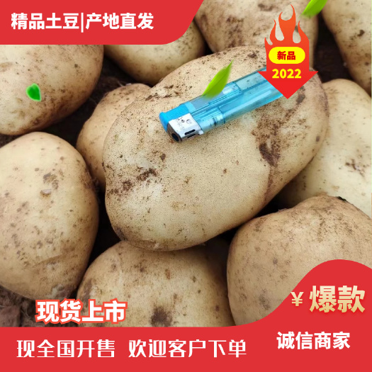 土豆,辽宁土豆沃土,一亩四号,刘平一号皮亮个头大!市场畅!