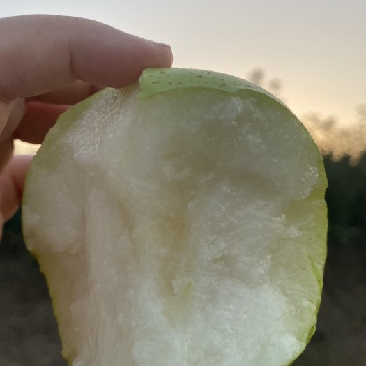 菏泽青色皇冠梨