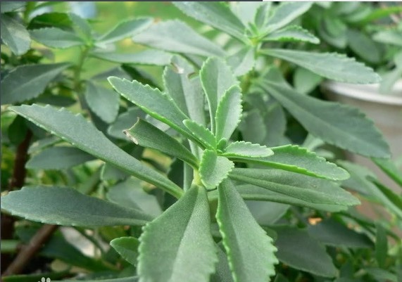 汾阳市养心菜，救心菜