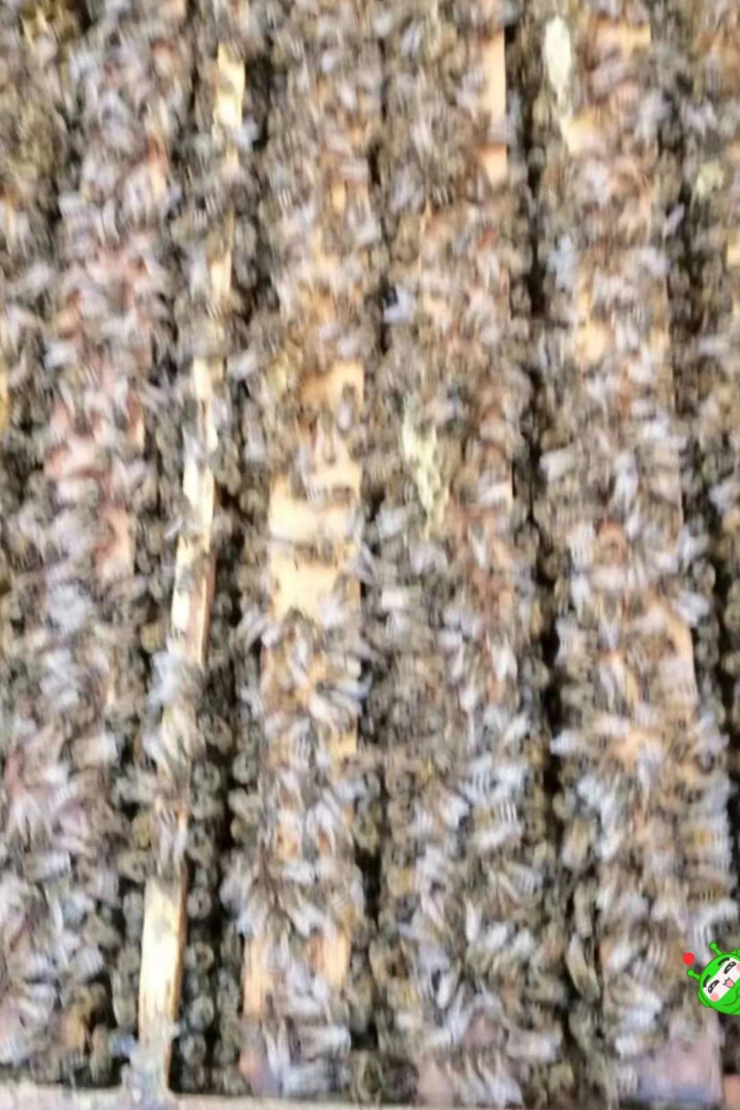 中蜂土蜜蜂。零度以上正常出來適應草莓授粉。