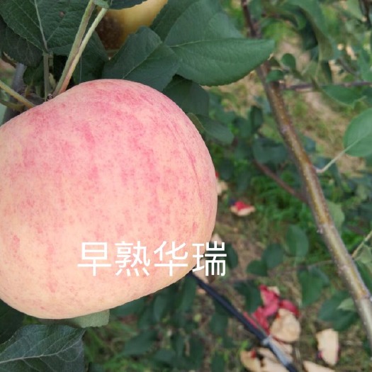 眉县早熟苹果华瑞上市了。口感脆甜，香味浓郁。高山品质，纸袋