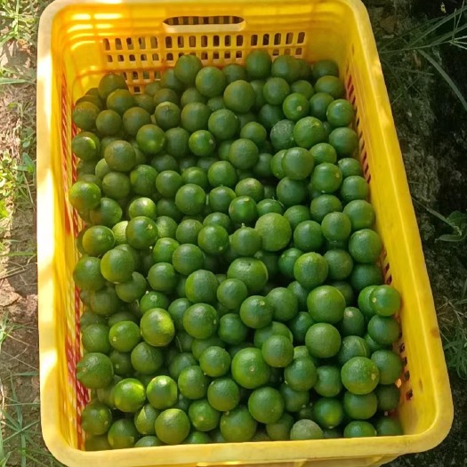 土柠檬大量有货