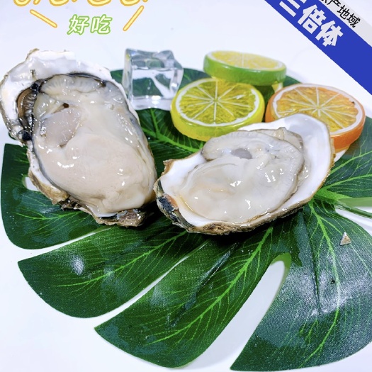 佛山各产地三倍体生蚝，新鲜发货，规格齐全，足量打包