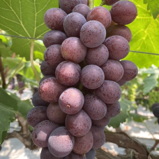 夏黑葡萄