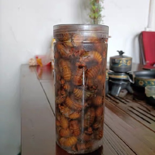 宁陵县金蝉，金蝉鲜货，金蝉，知了猴，爬炸